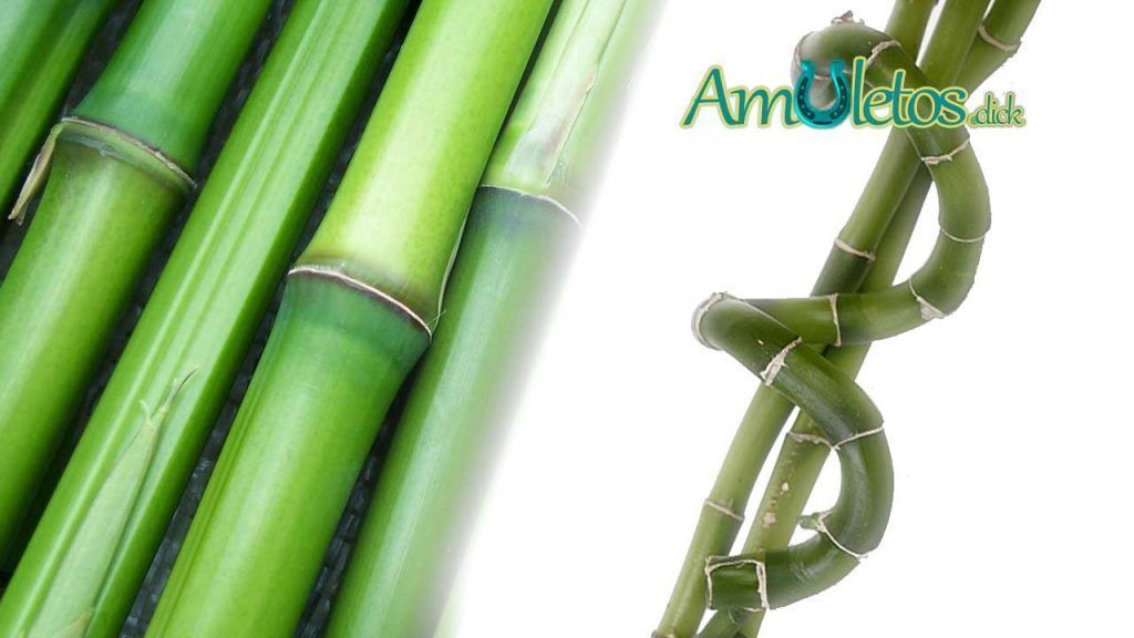 El Bambú de la Suerte