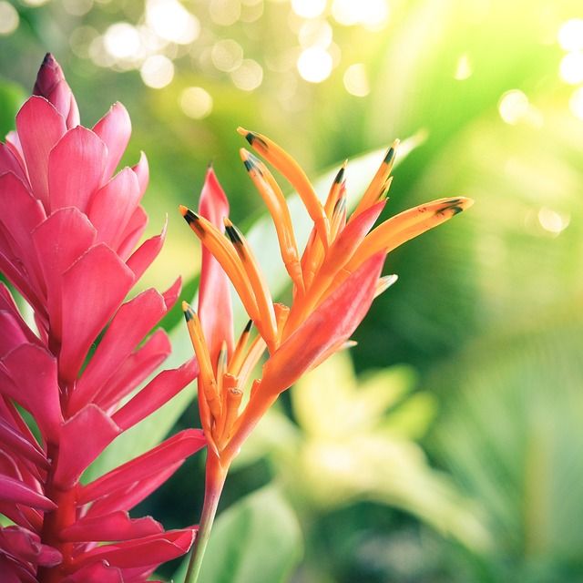 Planta de Ti hawaiana